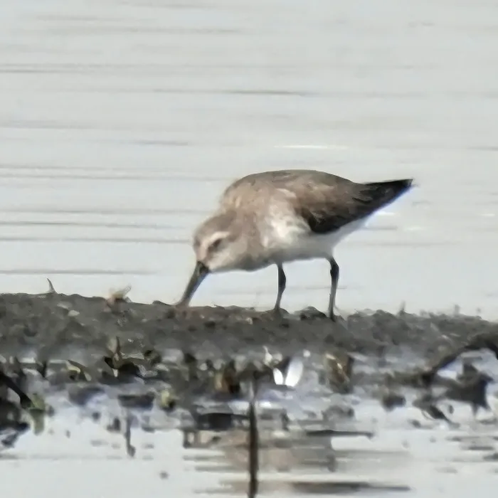 Spotted Dunlin