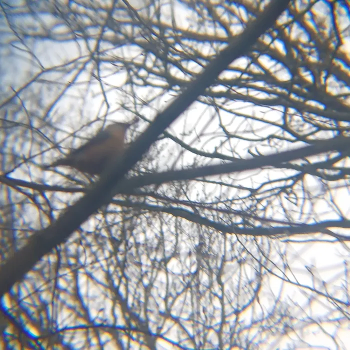 Spotted Eurasian Nuthatch