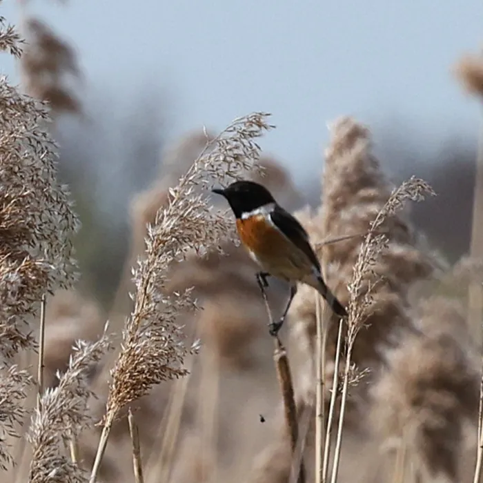 Spotted European Stonechat