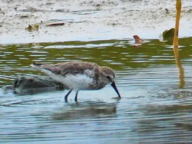 Spotted Least Sandpiper