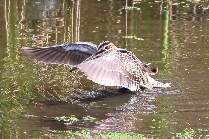 Waargenomen Watersnip