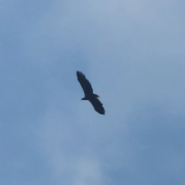 Spotted White-tailed Eagle