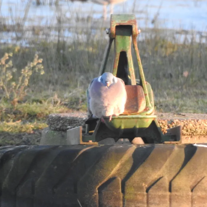 Spotted Common Wood-Pigeon