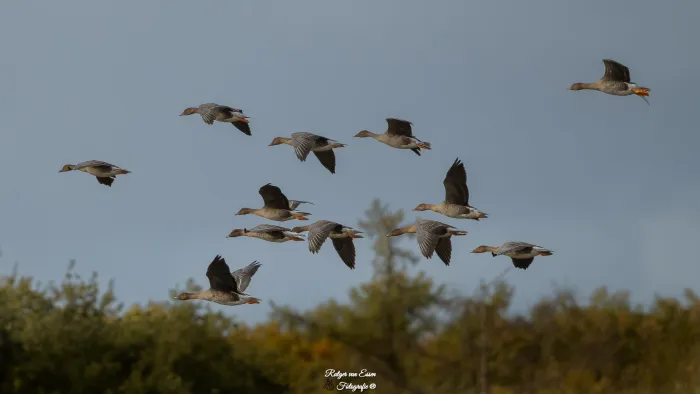 Spotted Tundra Bean-Goose