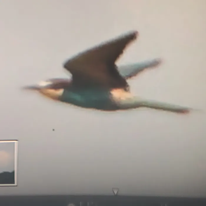 Spotted European Bee-eater