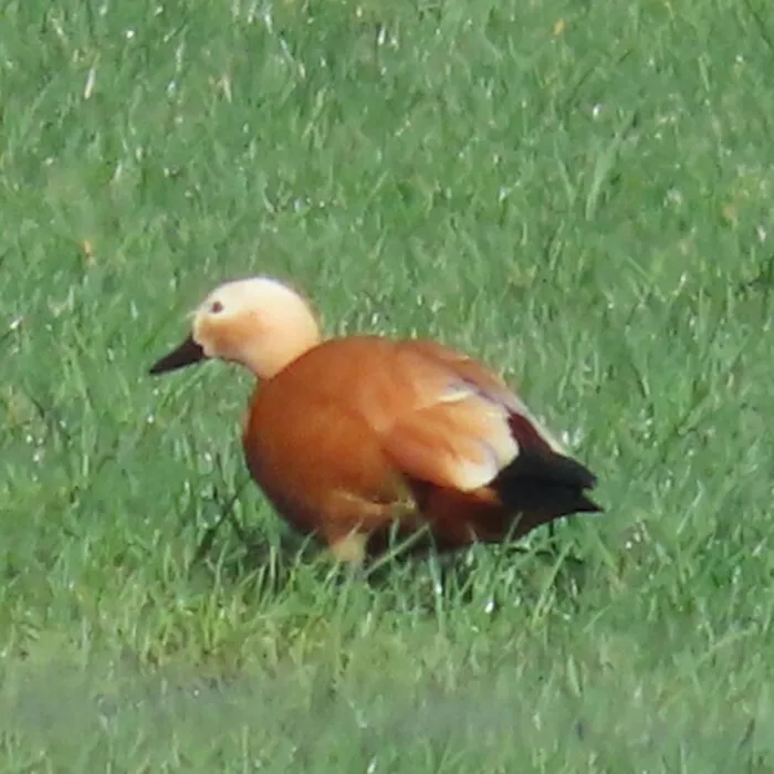 Spotted Ruddy Shelduck