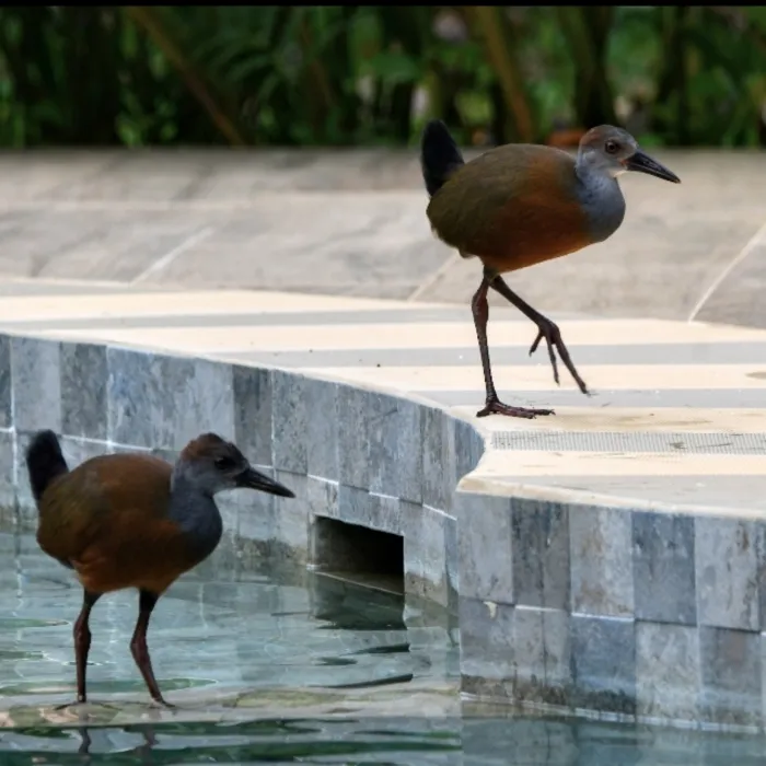 Gespotte Witbuikbosral