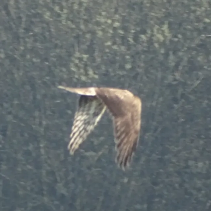 Gespotte Blauwe kiekendief