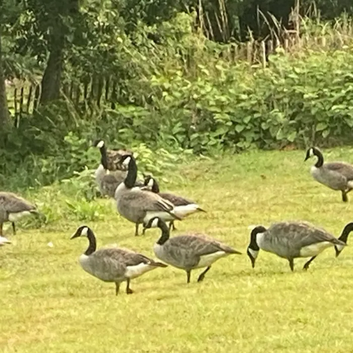 Spotted Canada Goose