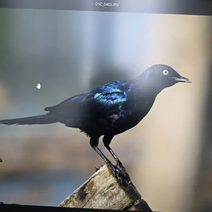 Spotted Rüppell's Starling