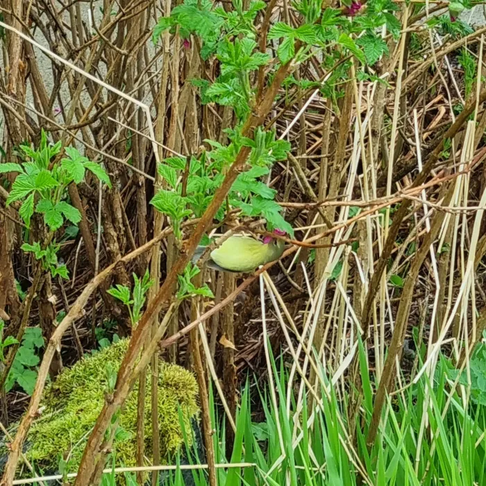 Spotted Orange-crowned Warbler