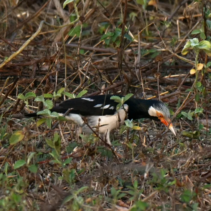 Gespotte Siamese eksterspreeuw