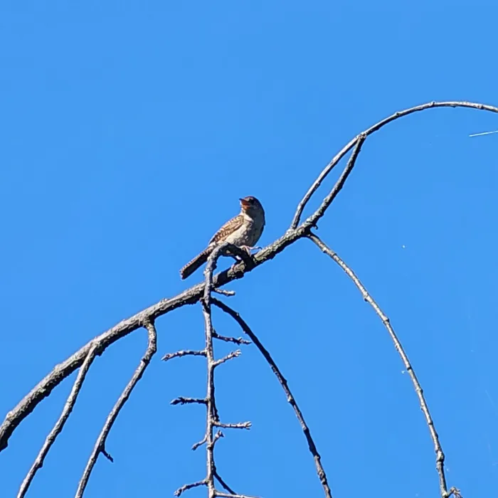 Spotted Northern House Wren