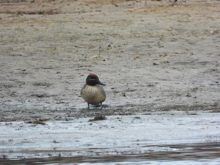 Gespotte Wintertaling