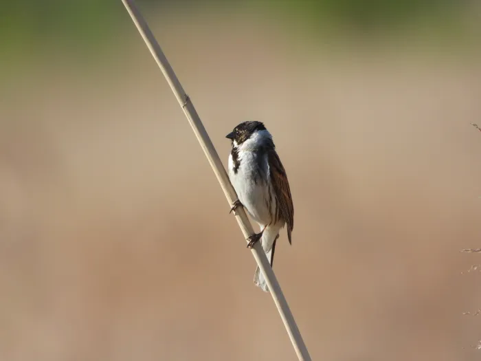 Spotted Reed Bunting
