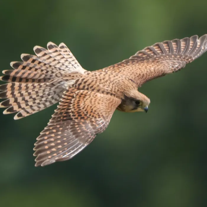 Eurasian Kestrel