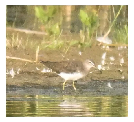 Spotted Green Sandpiper