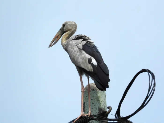 Spotted Asian Openbill