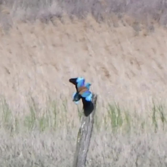 Spotted European Roller