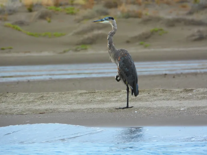 Spotted Great Blue Heron