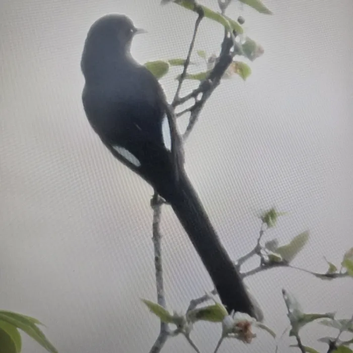 Gespotte Langstaartsibia