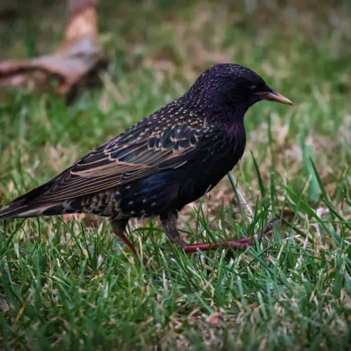 European Starling