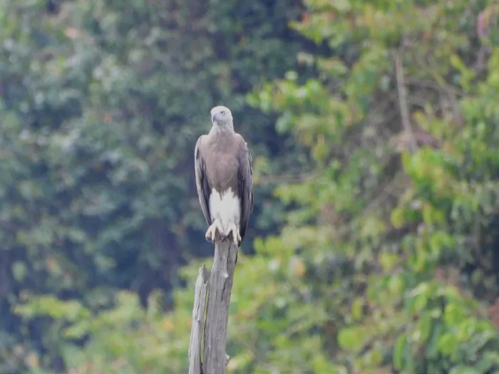 Gespotte Grote rivierarend