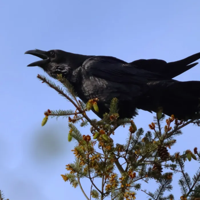 Spotted Common Raven