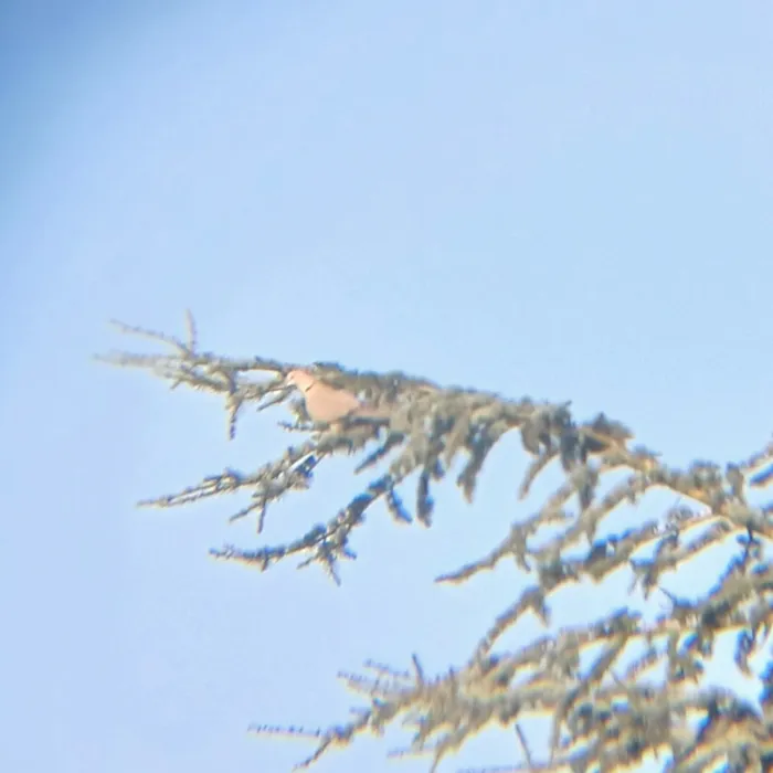 Eurasian Collared-Dove