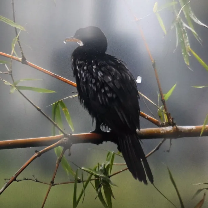 Spotted Reed Cormorant
