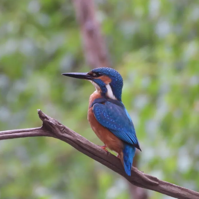 Waargenomen IJsvogel