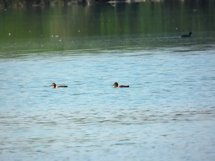 Spotted Common Pochard