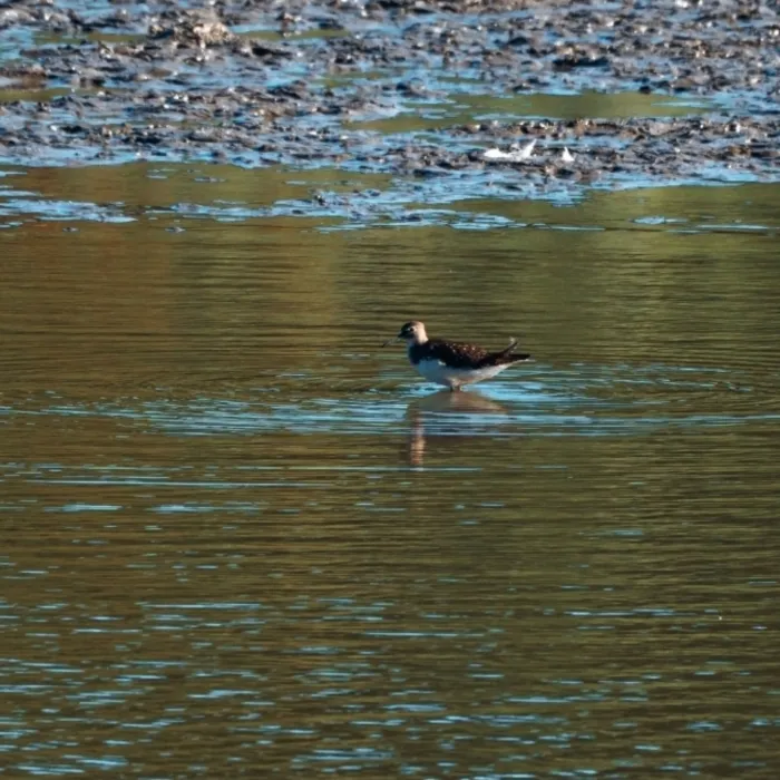 Spotted Green Sandpiper