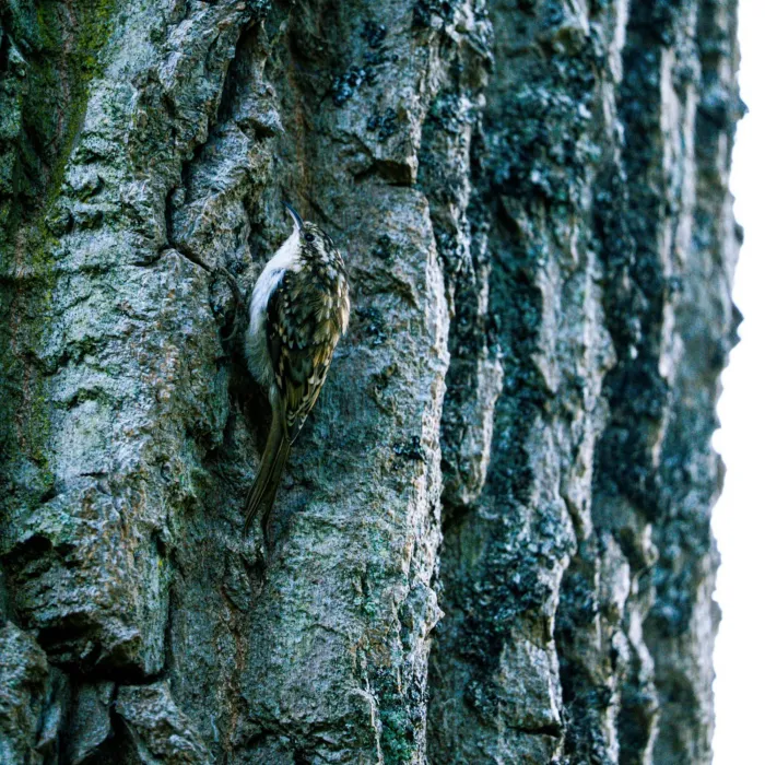 Spotted Eurasian Treecreeper