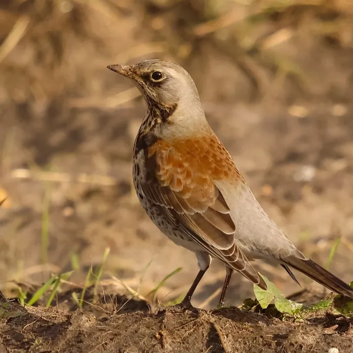 Spotted Fieldfare
