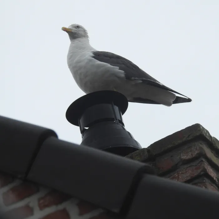 Spotted Lesser Black-backed Gull