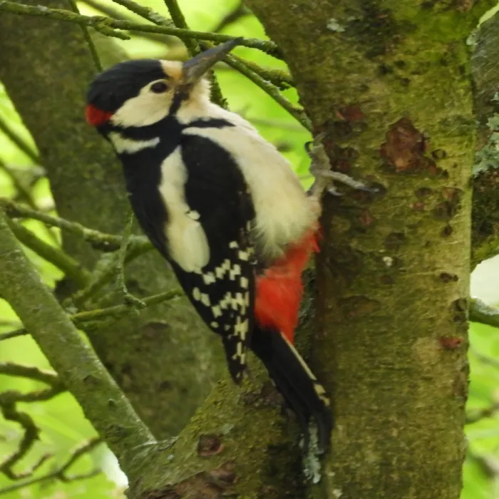 Grote bonte specht