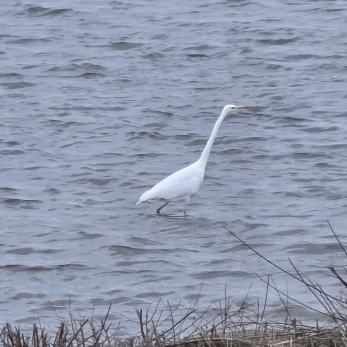 Gespotte Grote zilverreiger