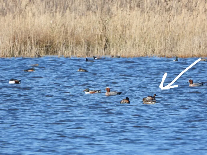 Gespotte Geoorde fuut