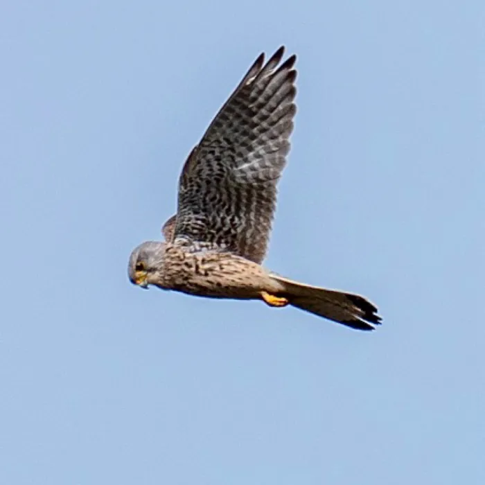 Spotted Eurasian Kestrel