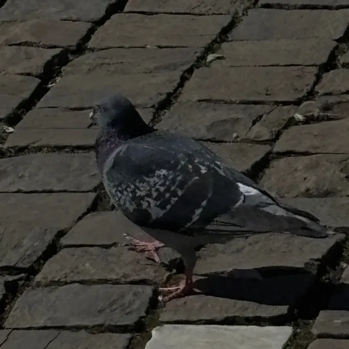 Rock Pigeon