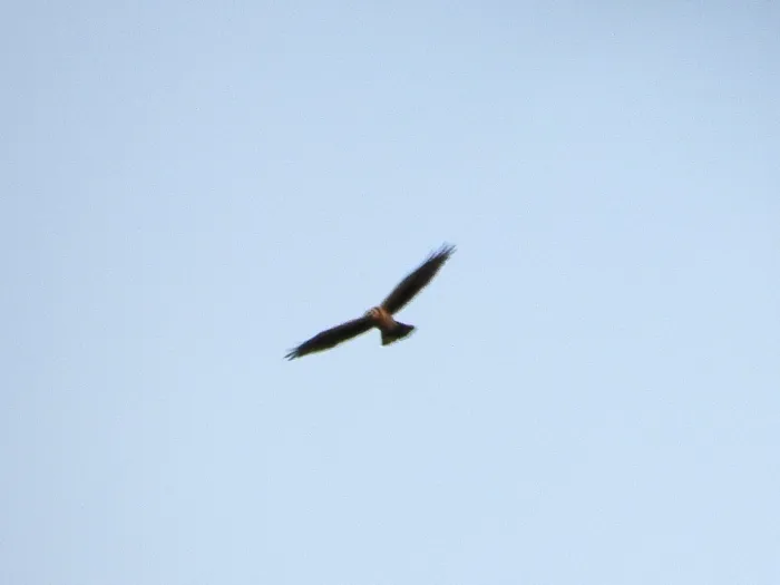 Spotted Hen Harrier