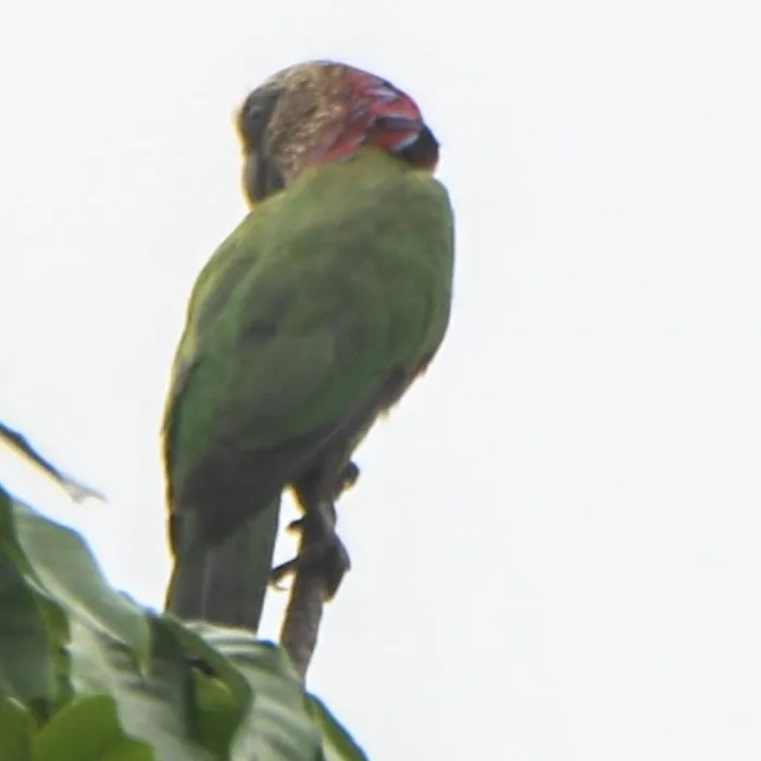 Spotted Red-fan Parrot