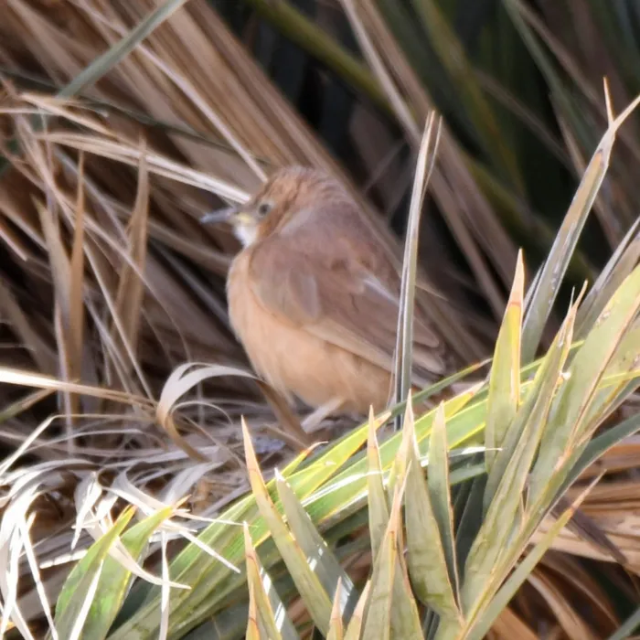 Gespotte Bruingele babbelaar