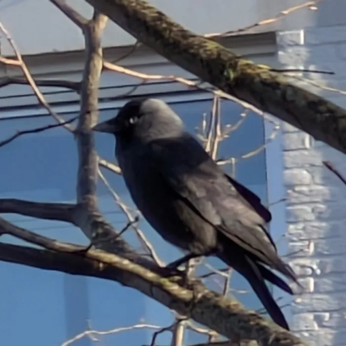 Spotted Eurasian Jackdaw