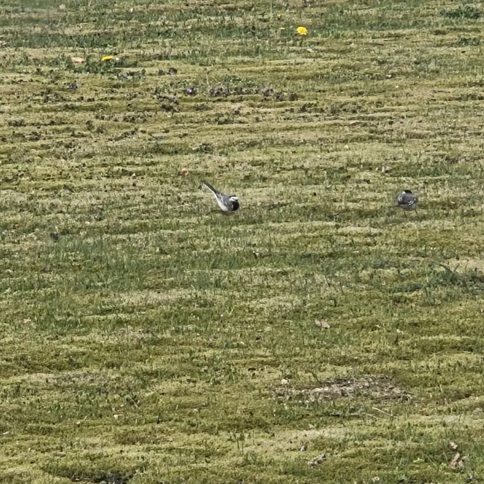 Gespotte Witte kwikstaart