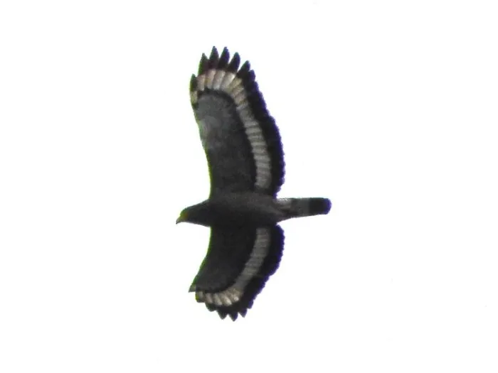 Gespotte Indische slangenarend