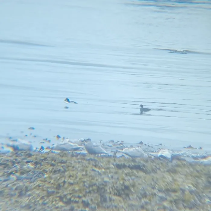Spotted Barrow's Goldeneye