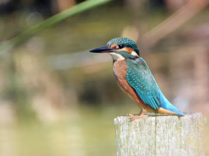 Waargenomen IJsvogel