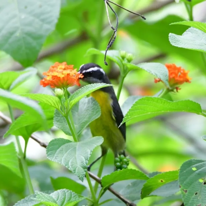Spotted Bananaquit